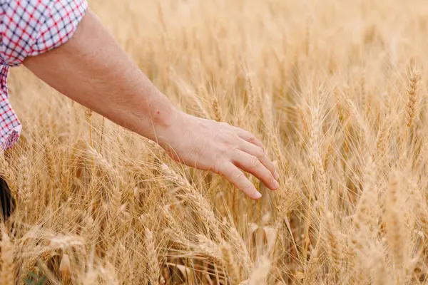 Yetişkin bir çiftçinin yıpranmış ellerine yakın çekim, tarım endüstrisinde ekin yetiştirmek ve yetiştirmek için gereken özveri ve beceriyi gösteriyor..