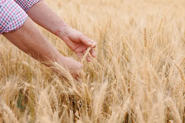 Yetişkin bir çiftçinin yıpranmış ellerine yakın çekim, tarım endüstrisinde ekin yetiştirmek ve yetiştirmek için gereken özveri ve beceriyi gösteriyor..