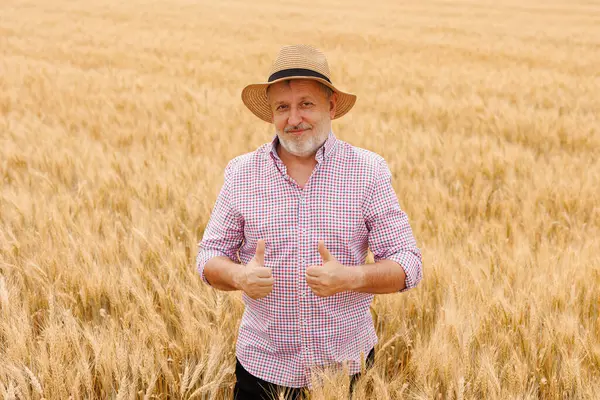 Güneşli buğday tarlasına tohum eken şapkalı tatmin olmuş çiftçi kırsal kesimi takdir ediyor.