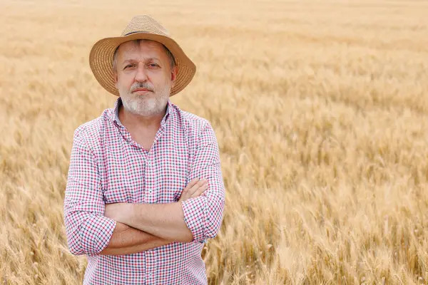 Kırsal kesimde büyüyen buğday bitkilerini denetleyen başarılı bir tarım uzmanı.