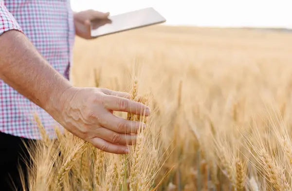 Yetişkin bir adamın tarlada elleri, arpa tohumlarını ustalıkla ekmesi, gururlu bir çiftçinin çalışkanlığını ve adanmışlığını sembolize eder..