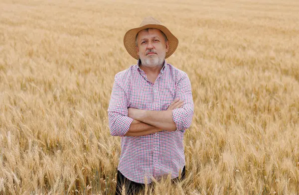 Tarım sektöründe neşeli bir adamın büyüleyici bir portresi, bir şapka takıyor ve kırsal bir çiftlikte gelişen arpa ekininin arasında gururla gülümsüyor..