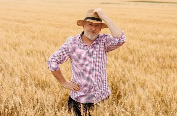 50 'li yaşlarında beyaz bir çiftçi tarlada arpa mahsulü yetiştiriyor.