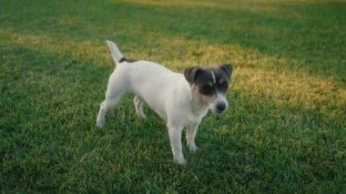 Canlı, yemyeşil bir çim tarlasını keşfeden küçük, heyecanlı bir köpek, güzel bir neşe ve merak anı yakalıyor.