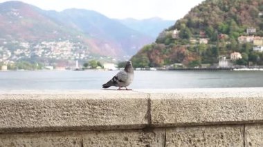 Sakin ve dingin bir güvercin heybetli dağlarla çevrili heybetli bir gölün yanındaki taş bir duvarda gururla durur.