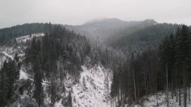 Göz kamaştırıcı sakin bir kış sahnesi karla kaplı ağaçları sergiliyor sisli dağların yanında sakin bir ormana yerleşmiş.