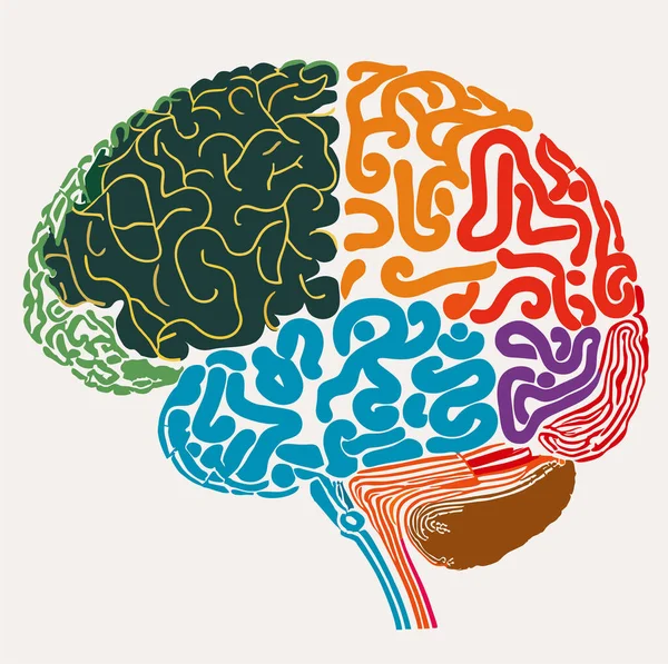 Almindeligt Vektorbillede Hjerne Ideer Menneskelig Hjerne Med Forskellige Linjer Former – Stock-vektor