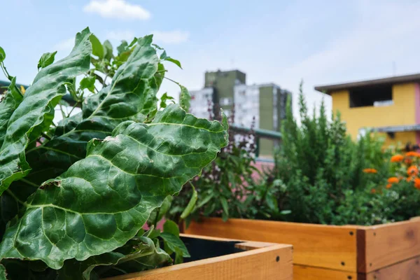 Vegetables planted in a urban community garden located on the rooftop of a building. Concepts of sustainable agriculture, ecology and healthy living.