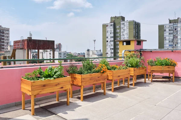 Urban community vegetable garden located on the rooftop of a building. Concepts of sustainable agriculture, ecology, and healthy living.