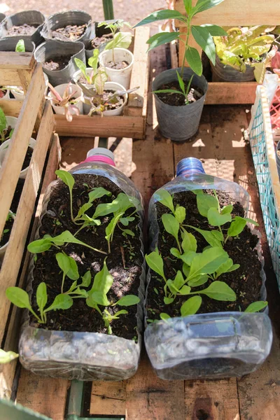 Green plants in reused plastic bottles, urban vegetable garden, sustainable production of healthy food in the city. Concepts of ecological agriculture, sustainability and zero waste.