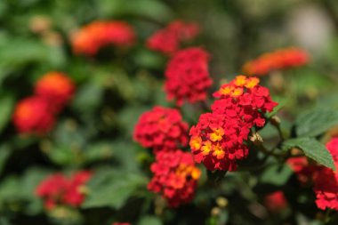 Kırmızı ve turuncu lantana camara, süs çiçeklerinin botanik arka planı, seçici odaklı resim ve kopyalama alanı