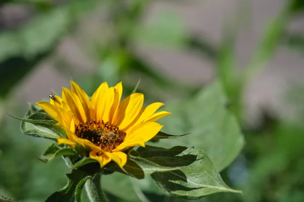 stock image Bee on a sunflower in an urban garden. Concepts: pollination, biodiversity conservation.