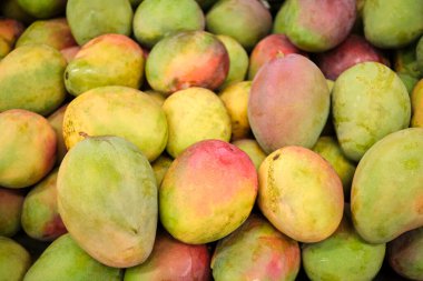 Tropik meyve arka planı, olgun ve olgunlaşmamış mangolar çerçeveyi dolduruyor.