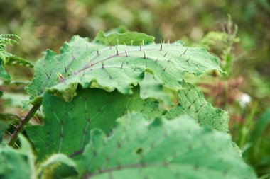 Dikenli yeşil solanyum stramoniifolium yaprakları, Güney Amerika 'nın solanaceae bitkisinin savunma olarak yapraklarının yüzeyinde dikenleri vardır..