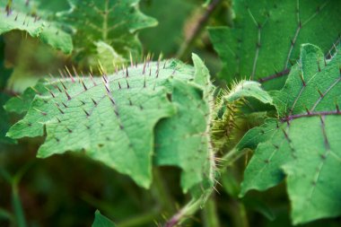 Dikenli yeşil solanyum stramoniifolium yaprakları, Güney Amerika 'nın solanaceae bitkisinin savunma olarak yapraklarının yüzeyinde dikenleri vardır..