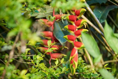 Heliconia Rostrata çiçeği, ıstakoz pençesi ya da cennet kuşu olarak da bilinir, süs amaçlı yetiştirilmiş güzel bir tropikal bitki..