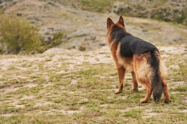 Köpek alarmı, ön tarafa bakıyor, tasma takıyor, arkadan görülüyor, doğal bir ortamda, açık havada. İnsansız resim ve boşluk kopyala.