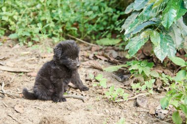 Doğal bir doğa ortamında oturan sevimli siyah köpek yavrusu. Kopya alanı olmayan kompozisyon.
