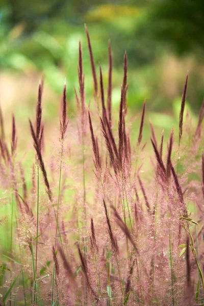 緑の一般的な植生の背景に自然のシーン 紫色のスパイク コピースペースを持つ人々なしの垂直組成 — ストック写真