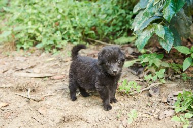 Küçük siyah köpek yavrusu doğal bir ortamda kameraya bakıyor. Kopya alanı olmayan kompozisyon.