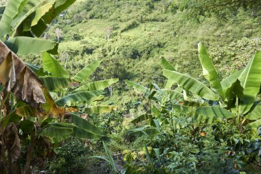 Santander, Kolombiya 'daki Aratoca yakınlarında kahve ekimi ve muz palmiyesi üretimi yapılan kırsal alan.
