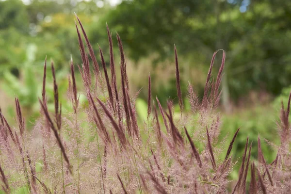 緑の一般的な植生の背景に自然のシーン 紫色のスパイク コピースペースのない水平構成 — ストック写真