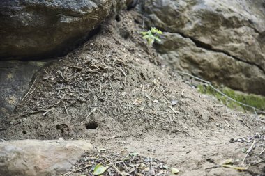 Aratoca, Santander, Kolombiya yakınlarındaki doğal bir arazide büyük bir karınca yuvası..