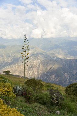 Chicamocha Kanyonu, Kolombiya 'nın Santander, Kolombiya' daki dağlık arazisi..