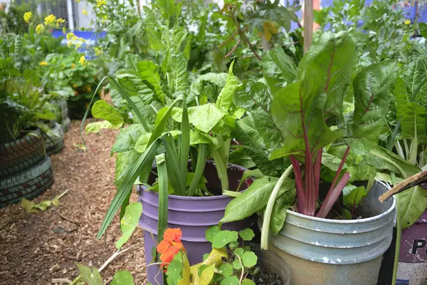 Green plants in reused plastic buckets, urban vegetable garden, sustainable production of healthy food in the city. Concepts of ecological agriculture, sustainability and zero waste.