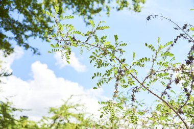 Çivit ya da anil dalı, indigofera suffruticosa, çalılık genellikle mavi doğal pigment üretmek için kullanılır..