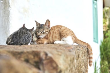 Yavru kediler açık havada birbirlerine sokulup uyuyorlar. Kopyalama alanı olan kompozisyon.