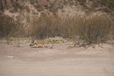 Culpeo, Lycalopex culpaeus, ayrıca Kızıl Tilki, Andean Fox ya da Paramo Wolf olarak da bilinir, Arjantin 'in Mendoza bölgesindeki Potrerillos bölgesinde gezinen bir Güney Amerika tilkisi türüdür..
