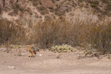 Culpeo, Lycalopex culpaeus, ayrıca Kızıl Tilki, Andean Fox ya da Paramo Wolf olarak da bilinir, Arjantin 'in Mendoza bölgesindeki Potrerillos bölgesinde gezinen bir Güney Amerika tilkisi türüdür..