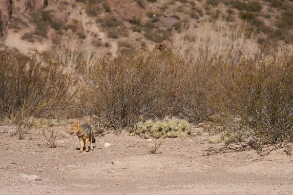 stock image Culpeo, Lycalopex culpaeus, also known as red fox, Andean fox or Paramo wolf, a species of South American fox, prowling in the Potrerillos area of Mendoza, Argentina.