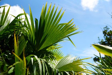 Panama hat plant or toquilla palm, Carludovica palmata, a palm-like plant cultivated in Central and South America to use its fibers in the weaving of hats and the elaboration of other handicrafts. clipart