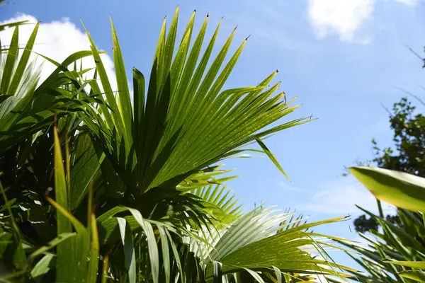 stock image Panama hat plant or toquilla palm, Carludovica palmata, a palm-like plant cultivated in Central and South America to use its fibers in the weaving of hats and the elaboration of other handicrafts.