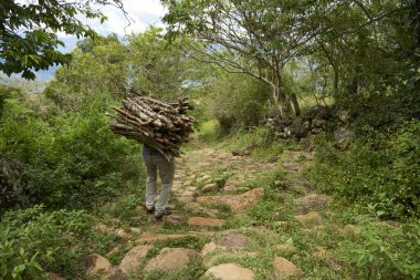 Santander, Kolombiya 'da çevresi bitki örtüsüyle çevrili taştan bir yolda yürürken sırtında yakacak odun taşıyan tanınmamış bir adamın arka görüntüsü. Kopyalama alanı olan kompozisyon.