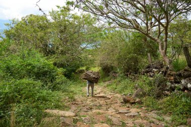 Santander, Kolombiya 'da, Barichara ve Guane arasında kırsal taştan bir yolda yürürken sırtında yakacak odun taşıyan tanınmamış bir adamın arka görüntüsü. Kopyalama alanı olan kompozisyon.