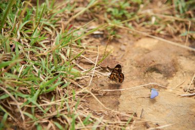 Theona Checkerspot, Chlosyne theona, yerde duran ve kanatlarını katlayarak dinlenen kelebek karakteristik tasarımını gösteriyor: turuncu ve kremalı alternatif alanlar, hepsi siyah olarak özetlenmiş..