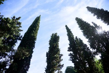 Aşağıdan, güneşli bir gökyüzüne bakan selvi ağaçları grubu. Neuquen, Arjantin 'deki bir parktan sahne.