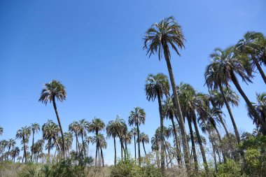 El Palmar Ulusal Parkı, Entre Rios, Arjantin, Butia yatay palmiyesinin yetiştiği doğal bitki örtüsü ve fauna türleriyle korunan bir bölge..