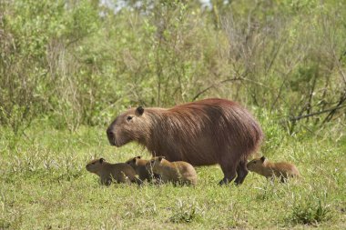 Yetişkin dişi capybara, hidrokorerus hydrochaeris, yaşayan en büyük kemirgen, Güney Amerika 'nın yerlisi, vahşi doğada dört yavrusuyla yürüyor, El Palmar Ulusal Parkı, Entre Rios, Arjantin.