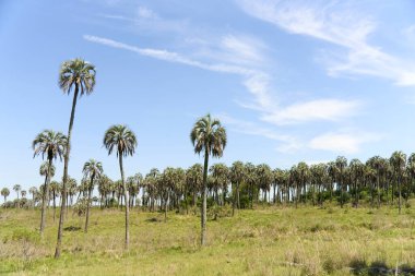 Tropik manzara, El Palmar Ulusal Parkı, Entre Rios, Arjantin 'de, Butia yatay palmiye ağacının bulunduğu korunaklı bir alan. Kavramları: eko-turizm, bitki türlerinin korunması.