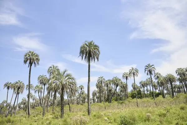 Tropik manzara, El Palmar Ulusal Parkı, Entre Rios, Arjantin 'de, Butia yatay palmiye ağacının bulunduğu korunaklı bir alan. Kavramları: eko-turizm, bitki türlerinin korunması.