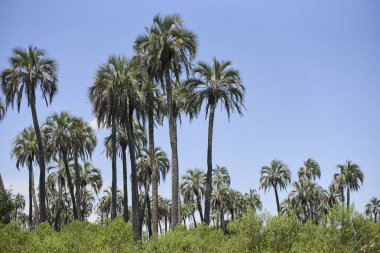 Tropik manzara, El Palmar Ulusal Parkı, Entre Rios, Arjantin 'de, Butia yatay palmiye ağacının bulunduğu korunaklı bir alan. Kavramları: eko-turizm, bitki türlerinin korunması.