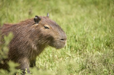 Capybara, hidrokorerus hydrochaeris, yaşayan en büyük kemirgen, Güney Amerika 'ya özgü, El Palmar Ulusal Parkı, Entre Rios, Arjantin.