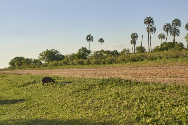 Arjantin 'in Entre Rios kentindeki El Palmar Ulusal Parkı manzarası, butia yatay palmiye ağaçları ve kapibaralı Hydrochoerus hydrochaeris. Gün batımı gün ışığı.