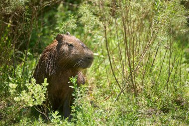 Erkek capybara, hidrokorerus hydrochaeris, yaşayan en büyük kemirgen, Güney Amerika 'da El Palmar Ulusal Parkı, Entre Rios, Arjantin.