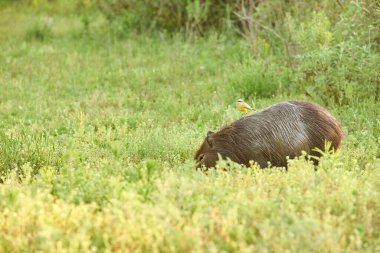 Sığır tiranı Machetornis Rixosa, bir kapibaranın arkasında duruyor, hidrokorerus hydrochaeris. Karşılıklılık: kuş besin elde eder, memeli parazitlerden kurtulur. El Palmar Ulusal Parkı, Arjantin