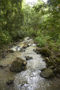 El Gallineral Park 'ta, San Gil' de, Santander 'de, Kolombiya' da barış içinde akan bir nehir..